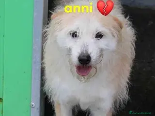 Meticcio cani TRUDY ti sorride e spera - Annuncio 36