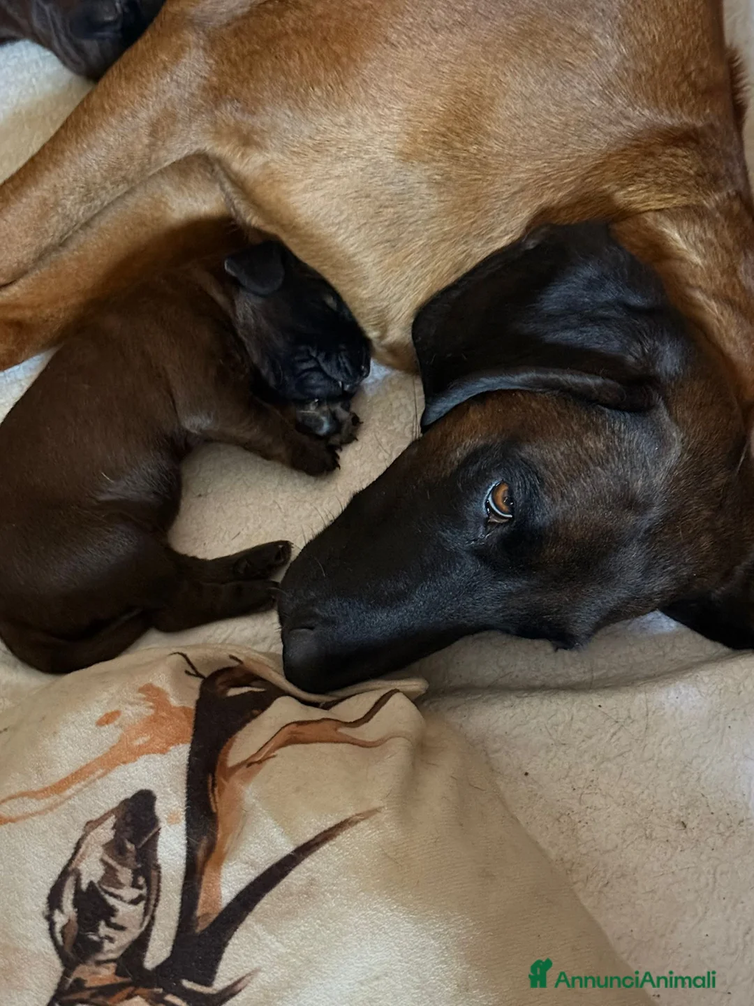 Segugio Bavarese cani in vendita: Disponibili due maschi razza segugio bavarese  - Annuncio 2