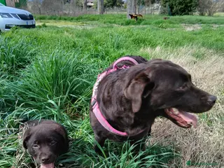 Labrador cani Cuccioli Labrador - Annuncio 1