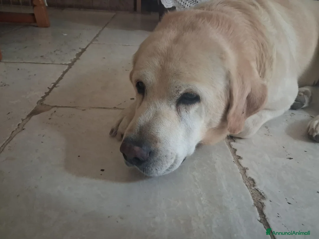 Labrador cani in vendita: Cedo cuccioli di labrador total black - Annuncio 2
