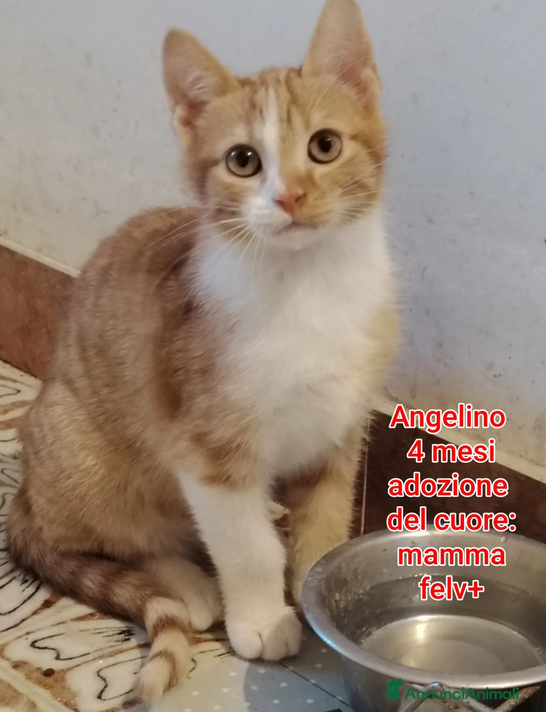 Meticcio gatti in regalo: GATTINI ADORABILI IN CERCA D'AMORE  a Città Metropolitana di Bologna - Annuncio 11