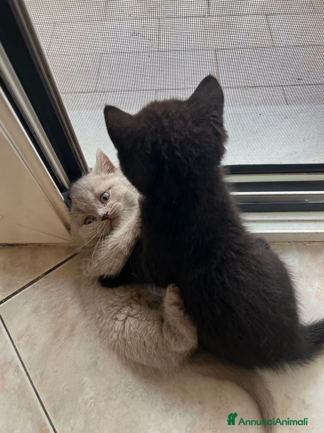British gatti in vendita:  Cucciolata Gattini British Shorthair - Annuncio 10