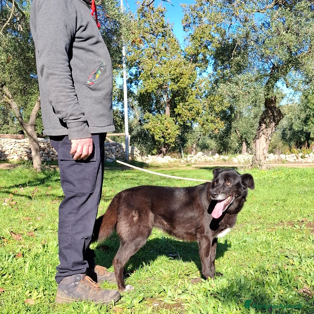 Meticcio cani in regalo: Crik&Crok Cerca Famiglia. Info Monica 3890238584 - Annuncio 10