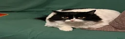 Meticcio gatti in regalo: 2mici(1nero con occhi azzurri)padrona mortaCAGLIAR - Annuncio 1