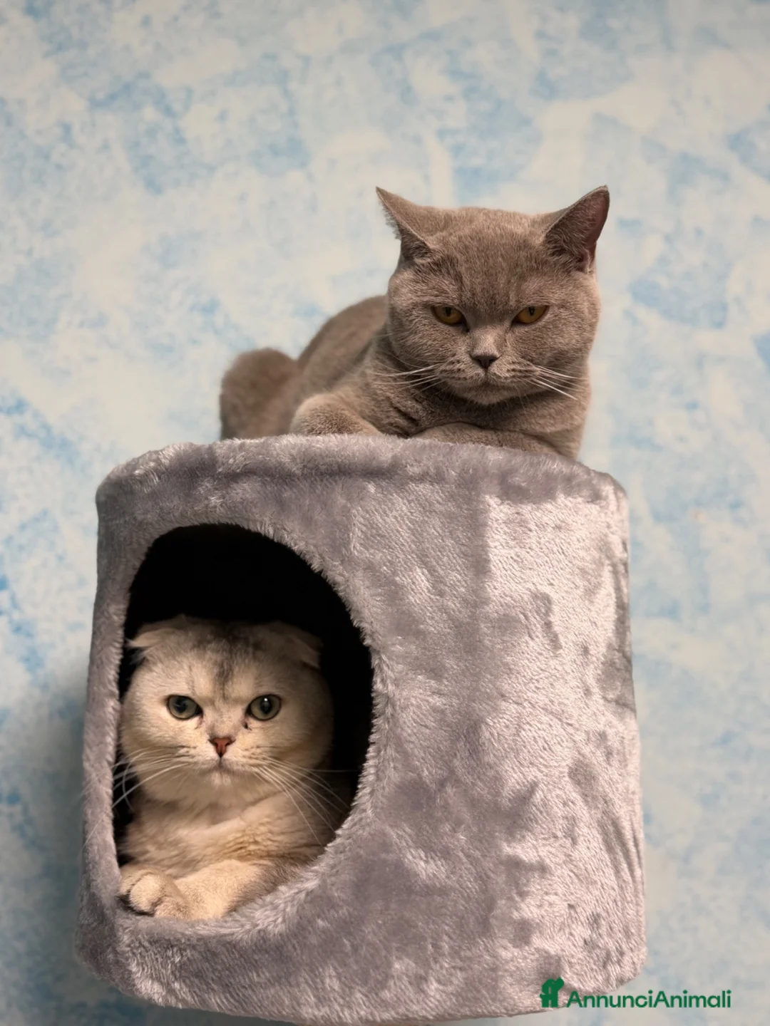 Scottish gatti in vendita: Disponibile Scottish straight black silver shaded - Annuncio 9