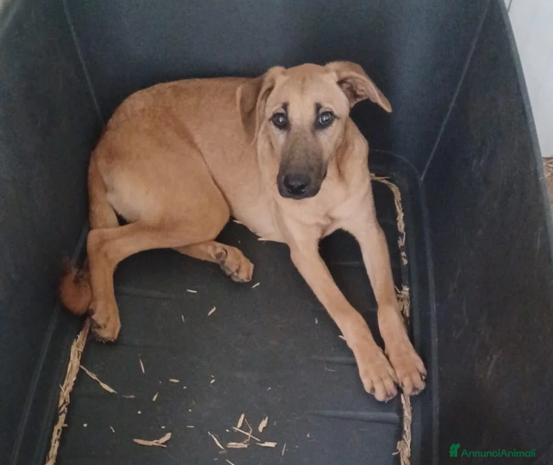 Meticcio cani in regalo: LA PICCOLA E TENERA ALBICOCCA a Città metropolitana di Milano - Annuncio 2