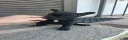 Bulldog Francese cani in vendita: bulldog francese nero tigrato  - Annuncio 6