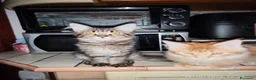 Maine Coon gatti in vendita: Dolcissimi cuccioli di Maine Coon xxl - Annuncio 14