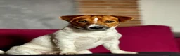 Jack Russell cani per accoppiamento: Jack russel per accoppiamento  a Città metropolitana di Roma Capitale - Annuncio 3