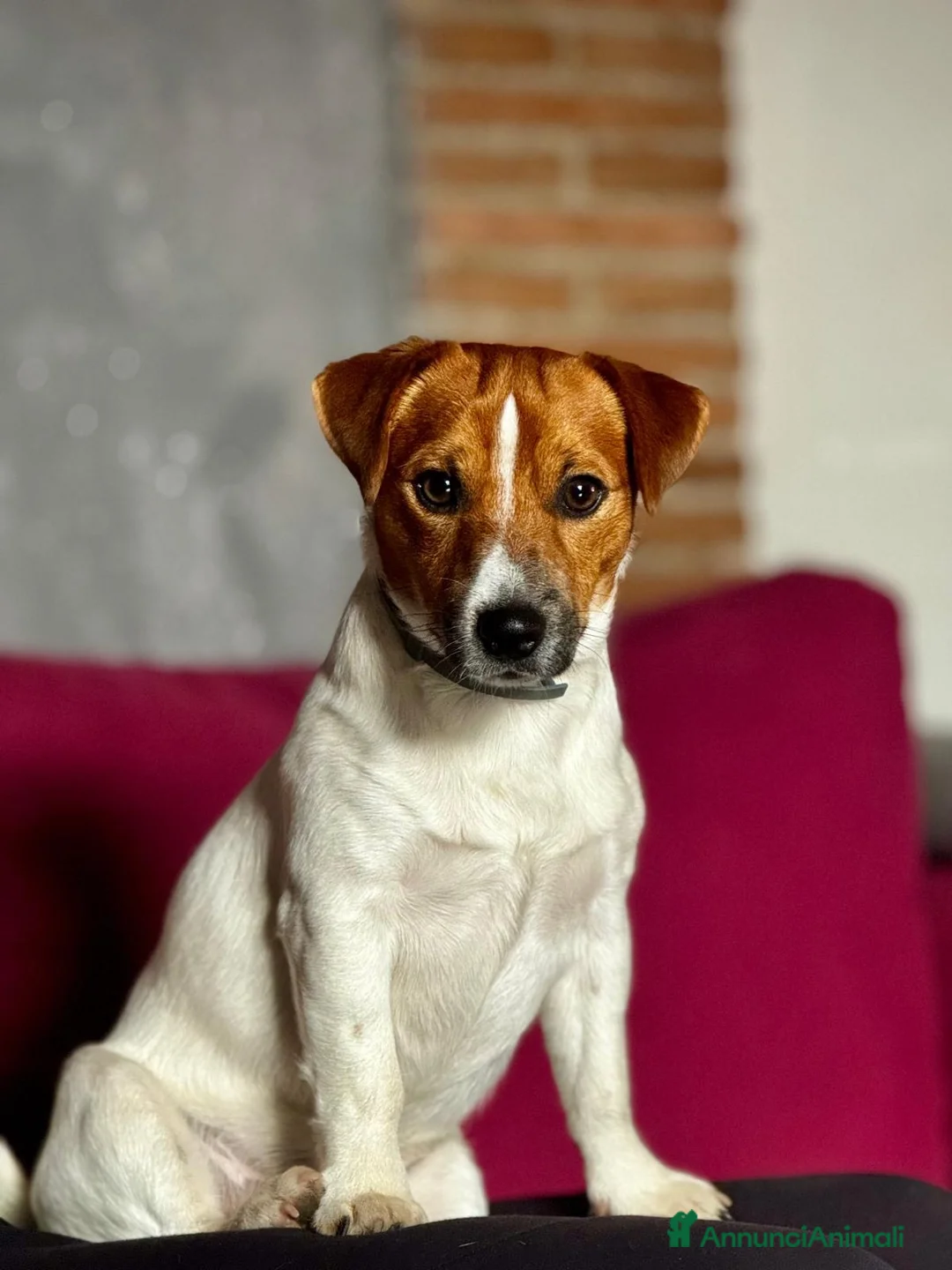 Jack Russell cani per accoppiamento: Jack russel per accoppiamento  a Città metropolitana di Roma Capitale - Annuncio 3