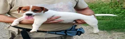 Jack Russell cani in vendita: Cucciolata jack Russell terrier con pedigree  - Annuncio 5