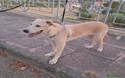 Meticcio cani in regalo: CUCCIOLA MIA a Provincia di Varese - Immagine 2
