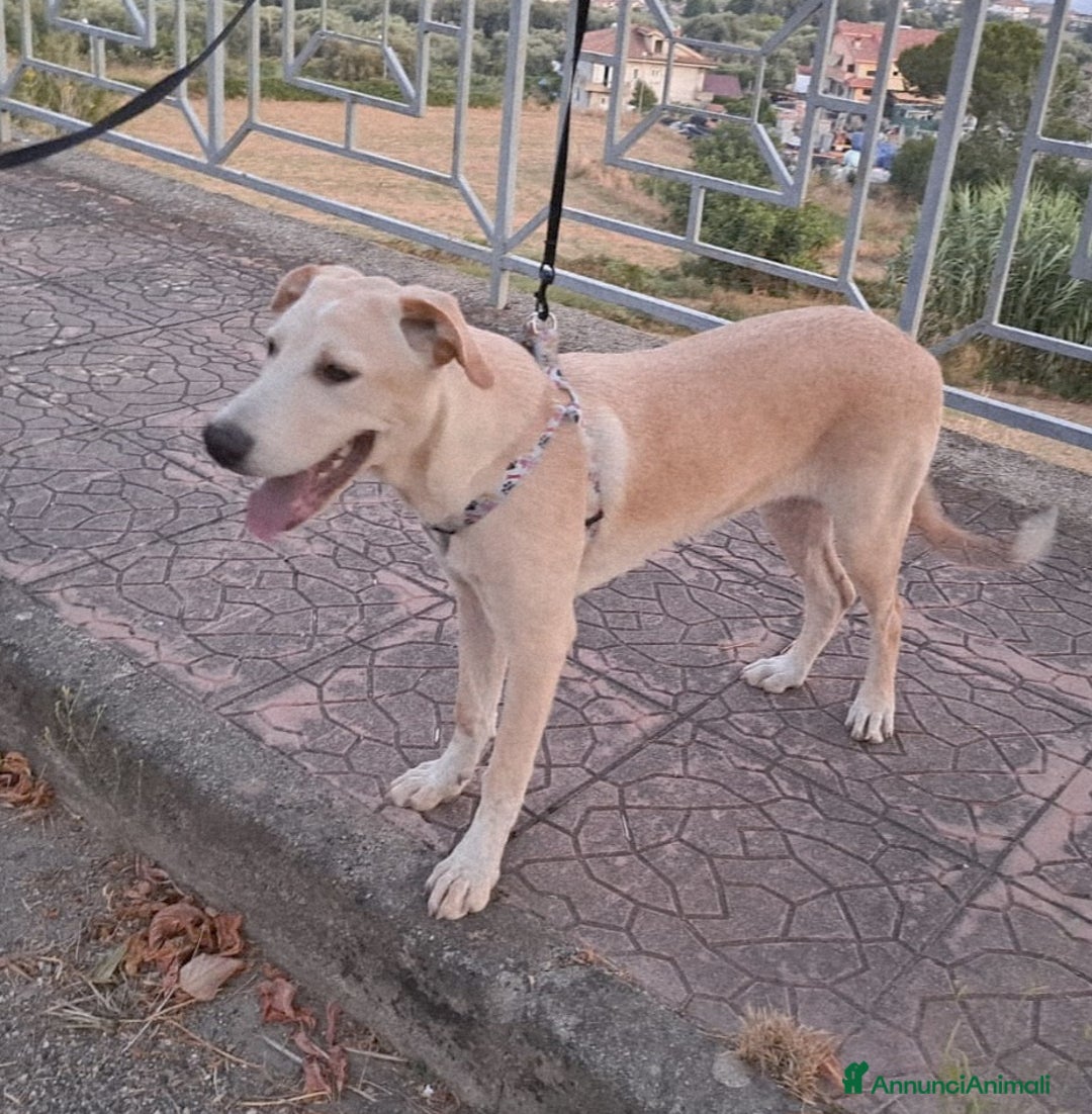 Meticcio cani in regalo: CUCCIOLA MIA a Provincia di Varese - Immagine 2
