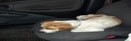 Beagle cani in regalo: 4 anni VENERA, simil beagle - Annuncio 4