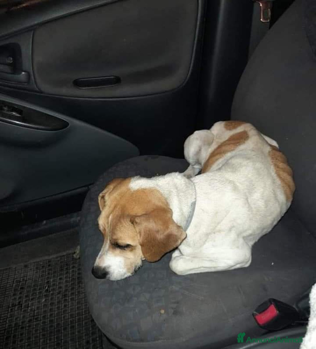 Beagle cani in regalo: 4 anni VENERA, simil beagle - Annuncio 4