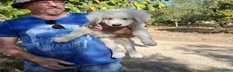 Meticcio cani in regalo: Gelso il capolavoro  - Annuncio 4
