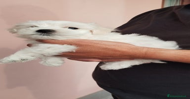 Maltese cani - Annuncio 13