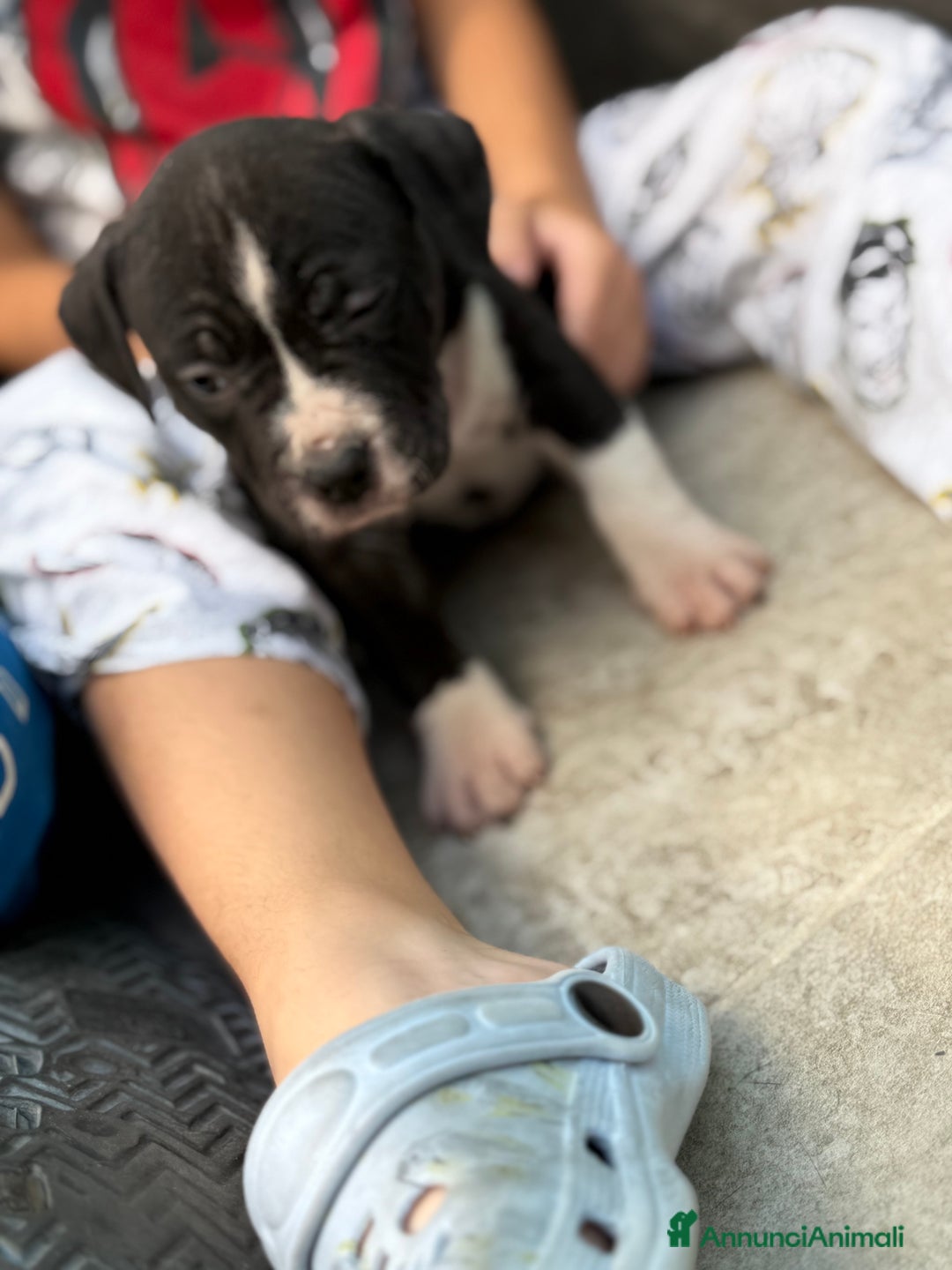 American Staffordshire cani in vendita: Cuccioli Amstaff neri a Città metropolitana di Milano - Immagine 2