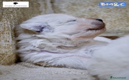 Pastore Maremmano cani in vendita: Cucciolata Pastore Maremmano Abruzzese - Pedigree - Immagine 8