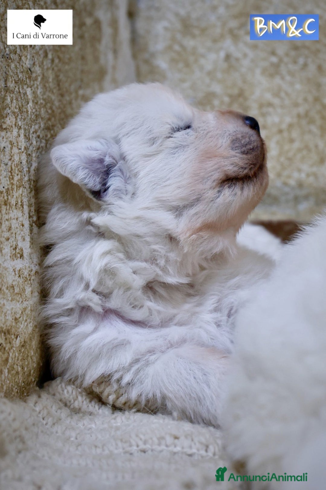 Pastore Maremmano cani in vendita: Cucciolata Pastore Maremmano Abruzzese - Pedigree - Immagine 8