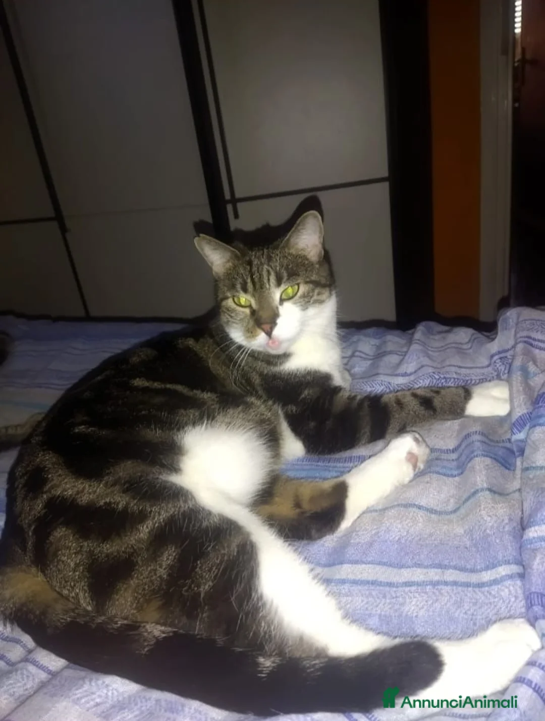 Meticcio gatti in regalo: GATTI ANZIANI - Annuncio 1