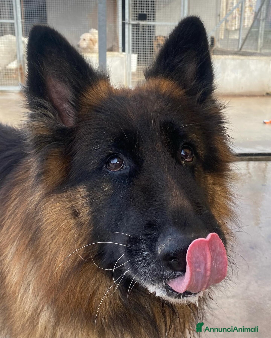 Pastore Tedesco cani in regalo: HULK meraviglioso PASTORE TEDESCO cerca adozione - Annuncio 6