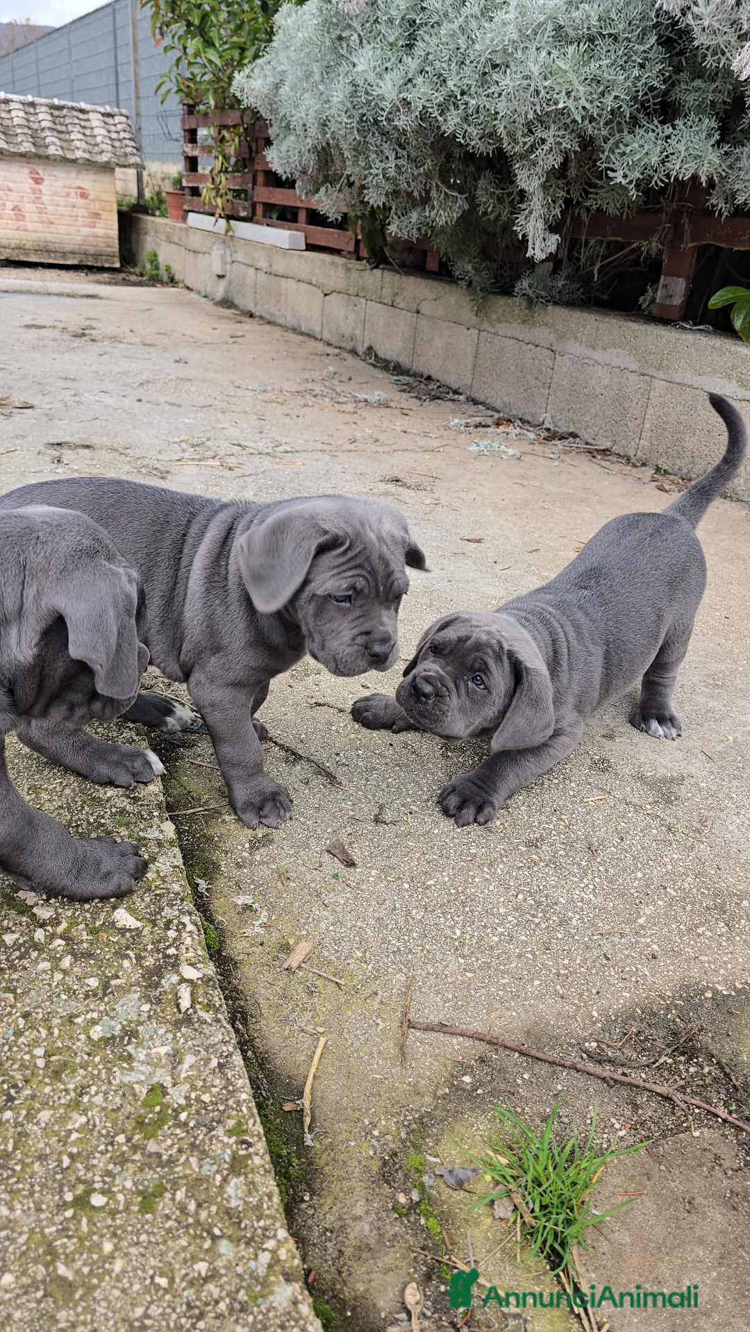 Cane Corso cani in vendita: Cuccioli di Cane Corso - Annuncio 3