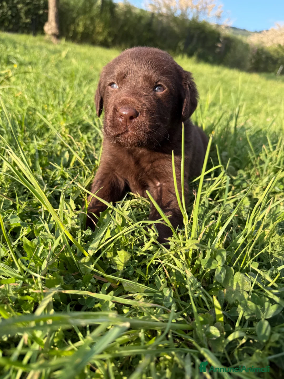 Labrador cani in vendita: Cuccioli Labrador Retriver  - Annuncio 2