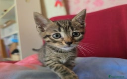 Altre razze gatti in regalo: URGENTE GATTINI CERCANO CASA a Provincia di Benevento - Immagine 5