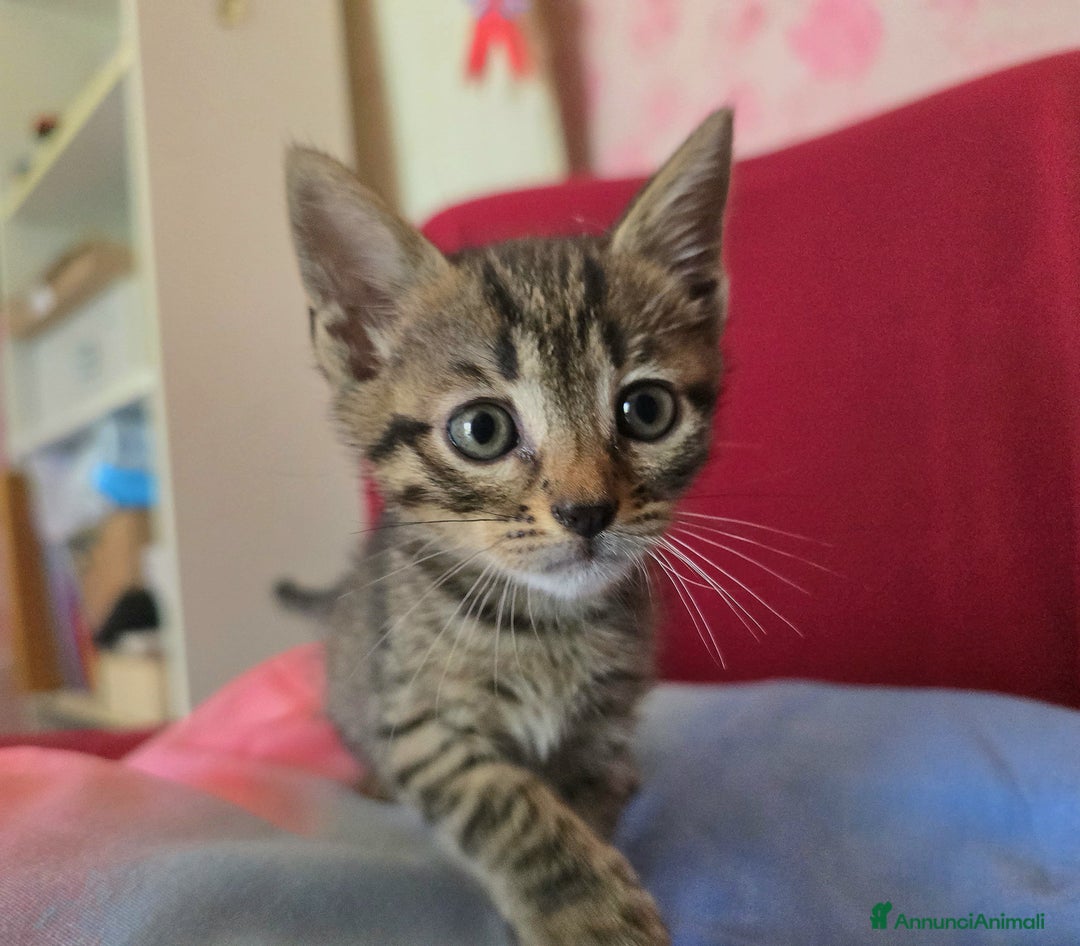 Altre razze gatti in regalo: URGENTE GATTINI CERCANO CASA a Provincia di Benevento - Immagine 5