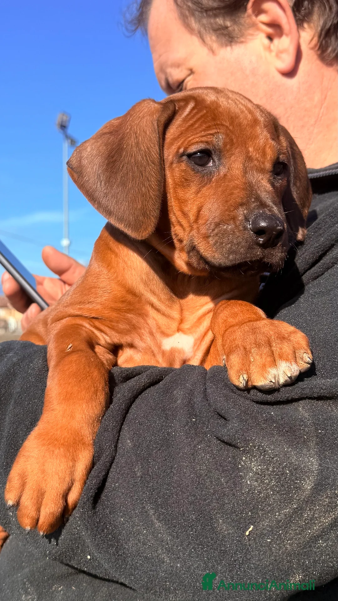 Rhodesian Ridgeback cani in vendita: Splendidi cuccioli di Rhodesian Ridgeback  - Annuncio 2