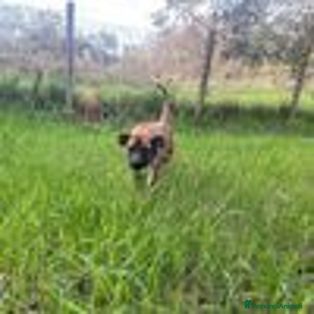 Boxer cani in regalo: RUNA, MERAVIGLIOSA MIX BOXER - Annuncio 7