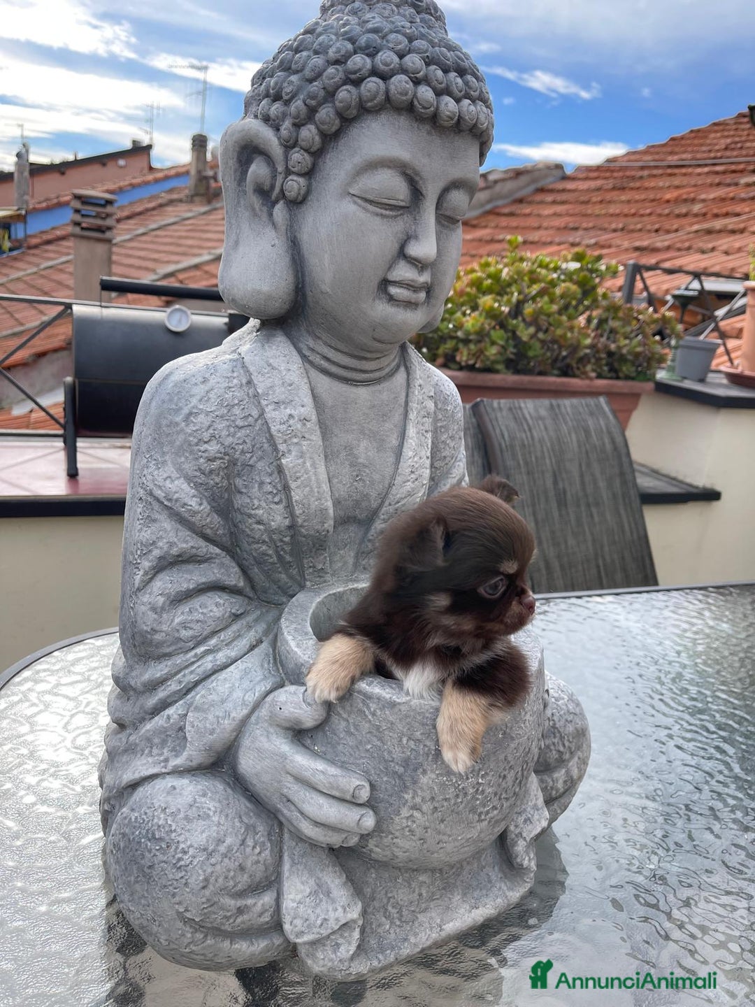 Chihuahua cani in vendita: Chihuahua chocolate Pedigree ENCI - Annuncio 6