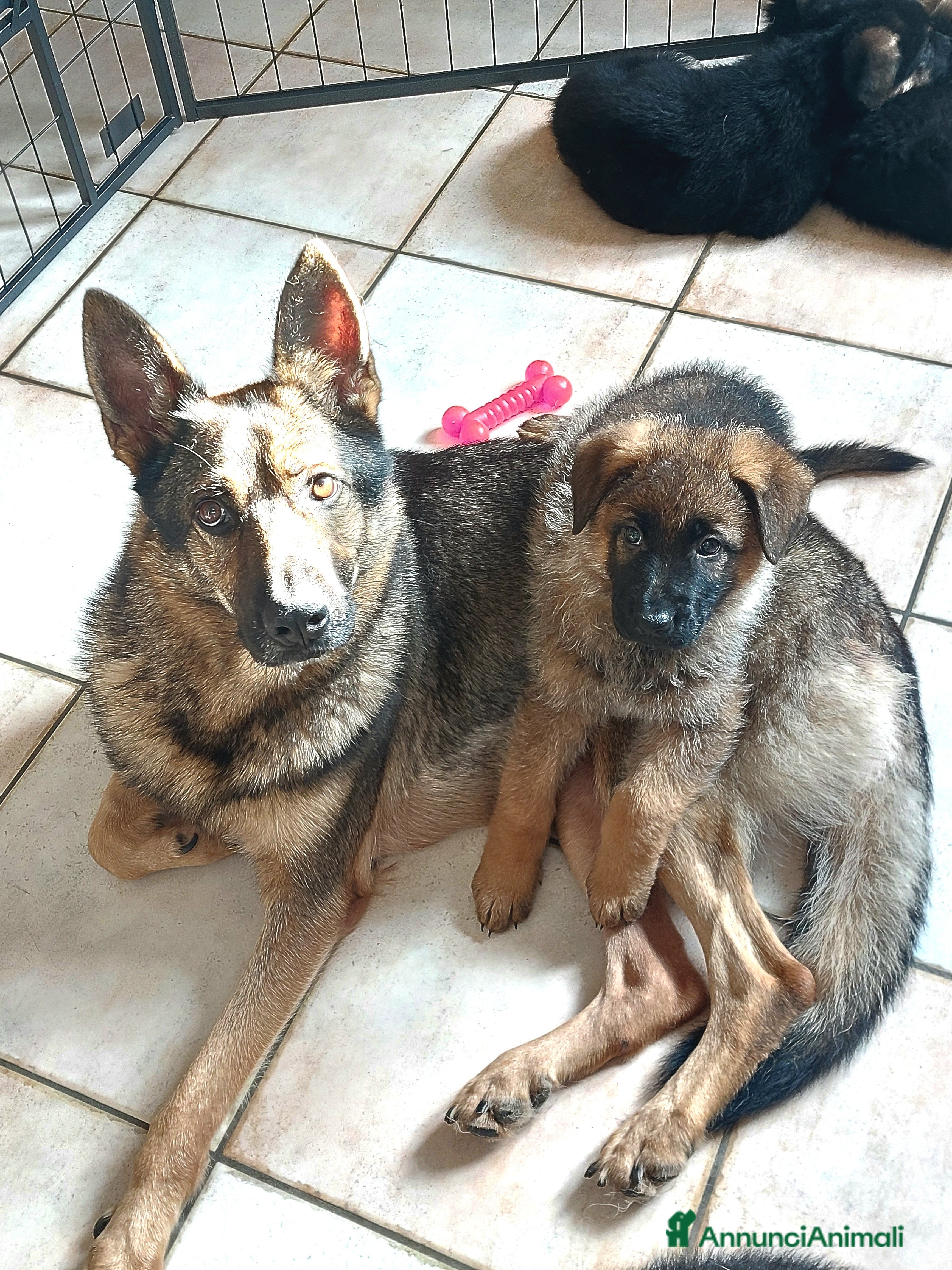 Pastore Tedesco cani Cuccioli pastore tedesco pedigree enci  - Annuncio 1