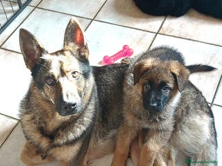 Pastore Tedesco cani Cuccioli pastore tedesco pedigree enci - Annuncio 33