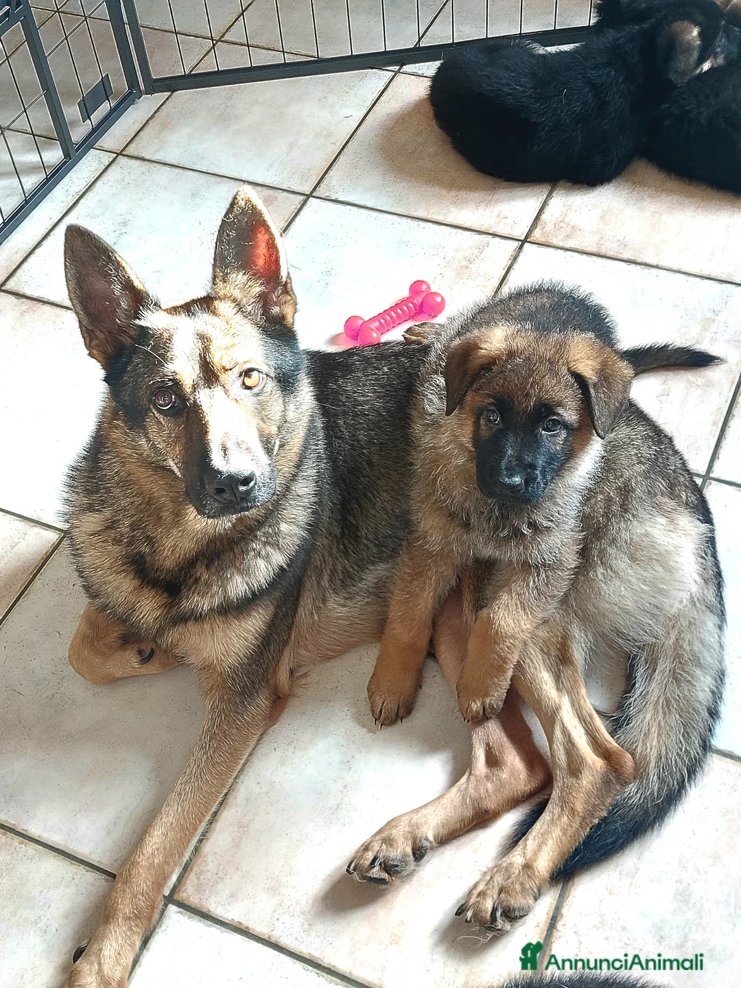 Pastore Tedesco cani in vendita: Cuccioli pastore tedesco pedigree enci  - Annuncio 1