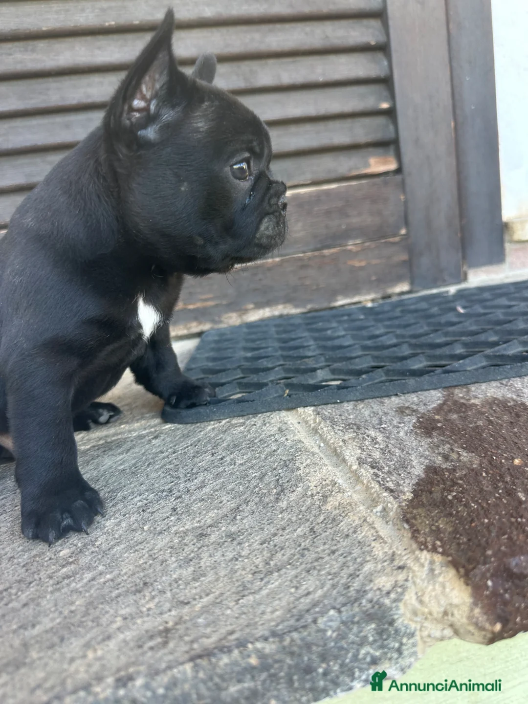 Bulldog Francese cani in vendita: bulldog francese nero tigrato  - Annuncio 2