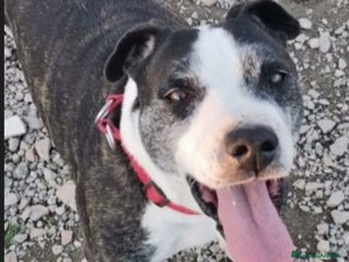 Meticcio cani Zeus molossino invecchia in canile.CASERTA a Città metropolitana di Milano - Annuncio 39