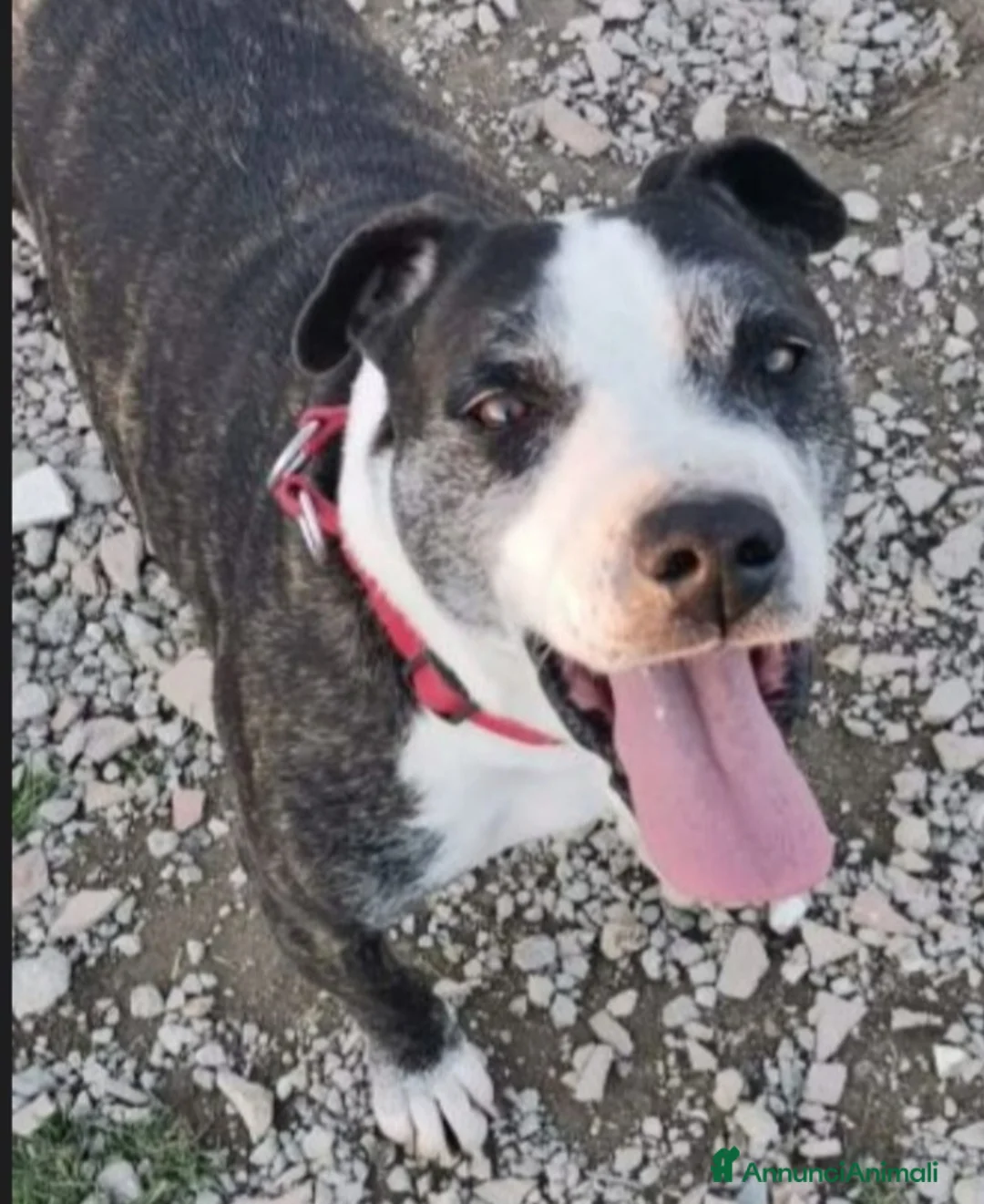 Meticcio cani in regalo: Zeus molossino invecchia in canile.CASERTA  a Città metropolitana di Milano - Annuncio 1