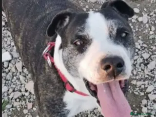 Meticcio cani Zeus molossino invecchia in canile.CASERTA a Città metropolitana di Milano - Annuncio 3