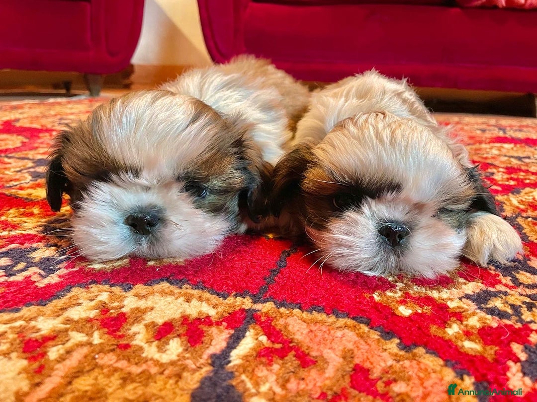 Shih Tzu cani in vendita: SHIHTZU CON PEDIGREE ENCI - Annuncio 3