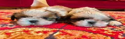 Shih Tzu cani in vendita: SHIHTZU CON PEDIGREE ENCI - Annuncio 3