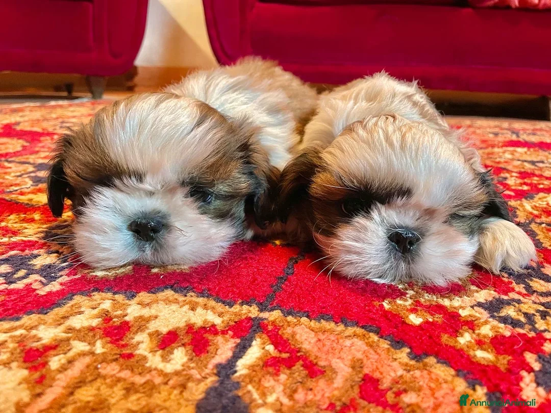 Shih Tzu cani in vendita: SHIHTZU CON PEDIGREE ENCI - Annuncio 3
