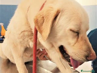 Labrador cani ADOZIONI DEL CUORE: Appello urgente per Labrador - Annuncio 10
