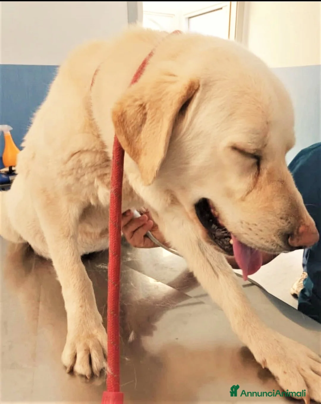 Labrador cani in regalo: ADOZIONI DEL CUORE: Appello urgente per Labrador  - Annuncio 1