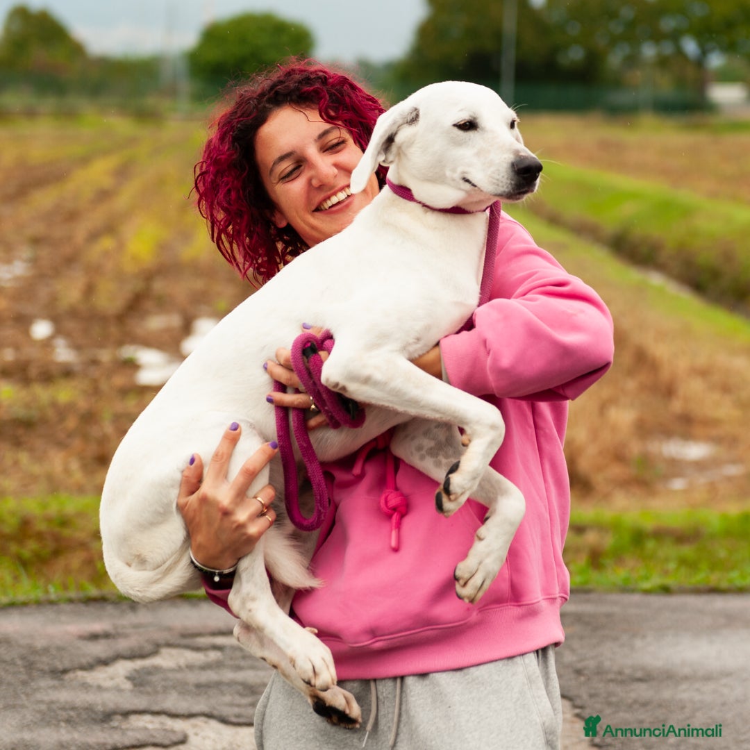 Altre razze cani in regalo: tommy  - Immagine 5