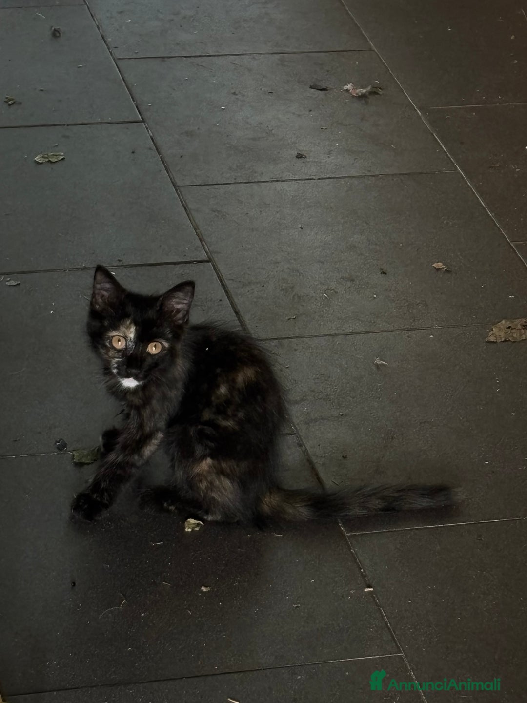 Altre razze gatti in vendita: 7 allegri batuffoli in cerca di casa a Province of Brescia - Immagine 38