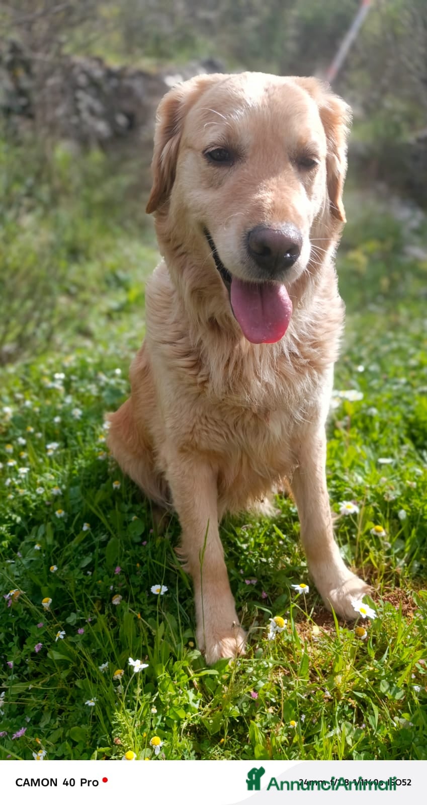 Golden Retriever cani Chloe, una bravissima Golden Retriever - Annuncio 1