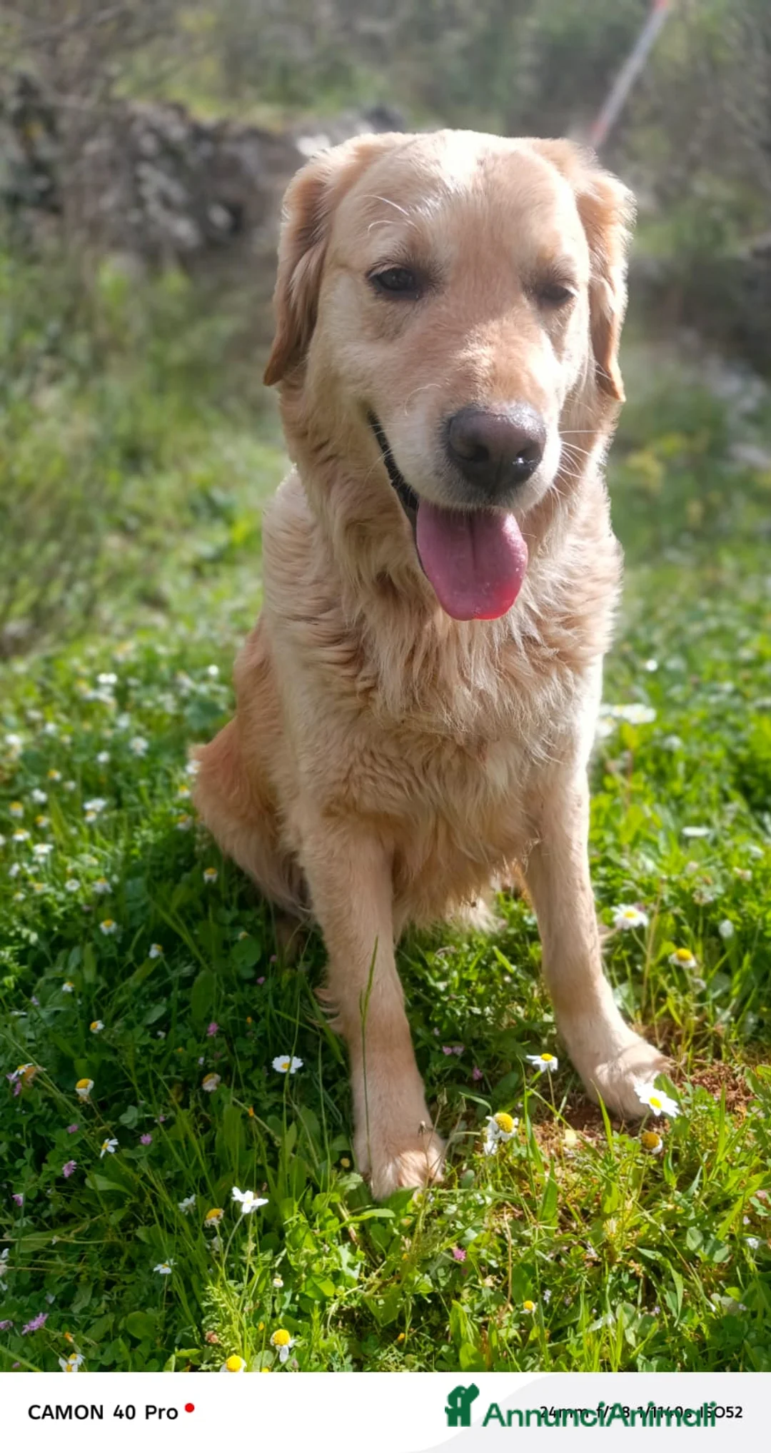 Golden Retriever cani in regalo: Chloe, una bravissima Golden Retriever - Annuncio 1