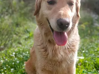 Golden Retriever cani Chloe, una bravissima Golden Retriever - Annuncio 1